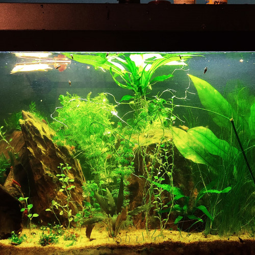 Aquarium 96L