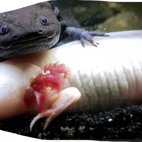 Recherche axolotl mâle