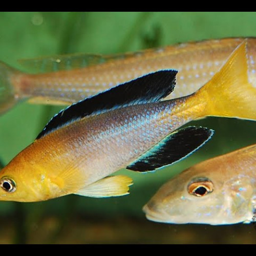 Recherche cichĺide cyprichromis sp leptosoma jumbo