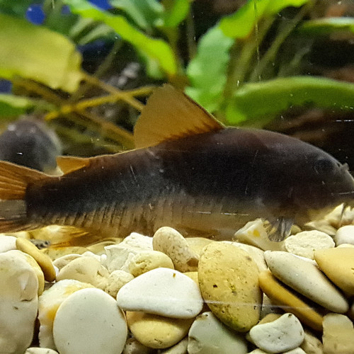 Corydoras black Venezuela 4/5cm