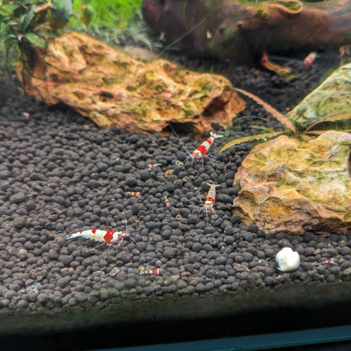 Crevettes  CRS (red crystal)