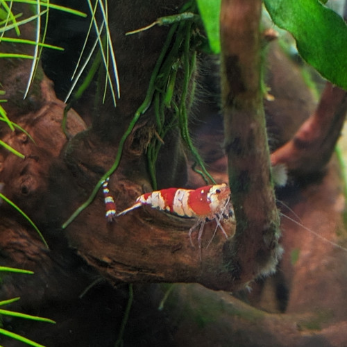 Crevettes  CRS (red crystal)