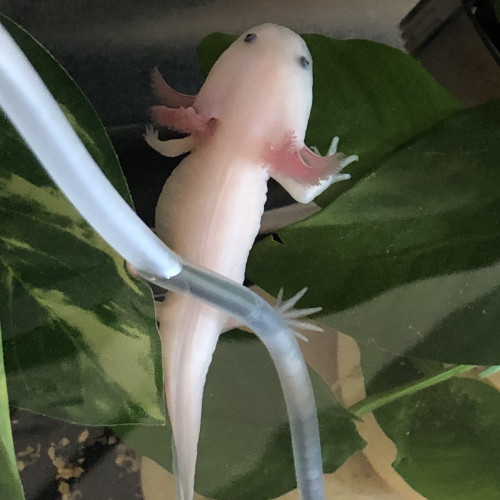 Axolotl