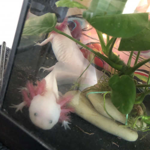 Axolotl