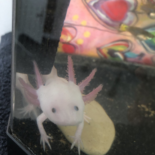 Axolotl