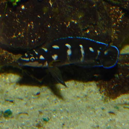 Julidochromis Transcriptus