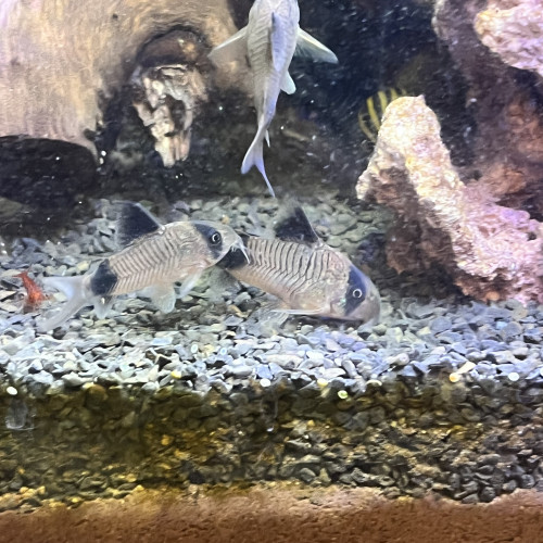 Corydoras panda