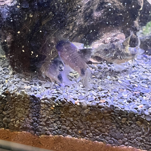 Corydoras panda