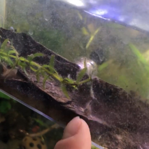 Corydoras panda