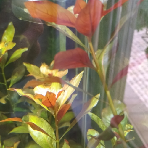 Ludwigia Repens Rubin