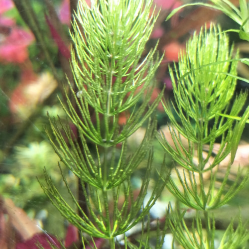 Ceratophyllum Demersum - plante aquatique oxygènante