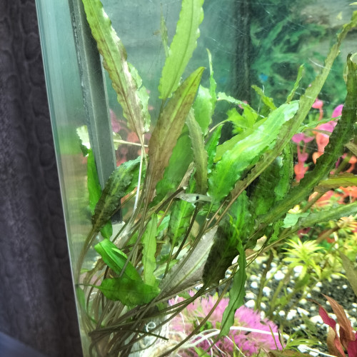 Cryptocoryne wendtii Mi Oya