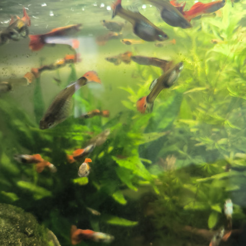 Guppys mâles et femelles