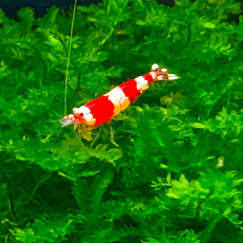 Caridina cantonensis « red crystal grade A »