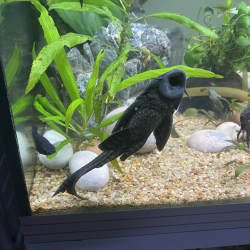 Pleco,ancistrus et poisson roseau