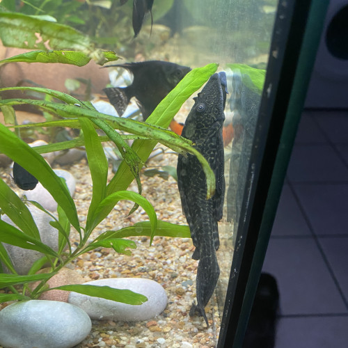 Pleco,ancistrus et poisson roseau