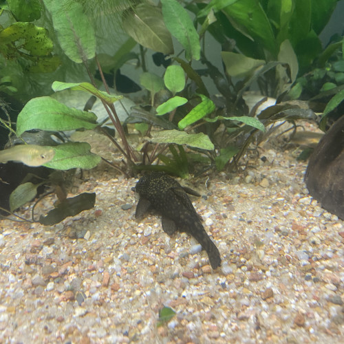 Pleco,ancistrus et poisson roseau