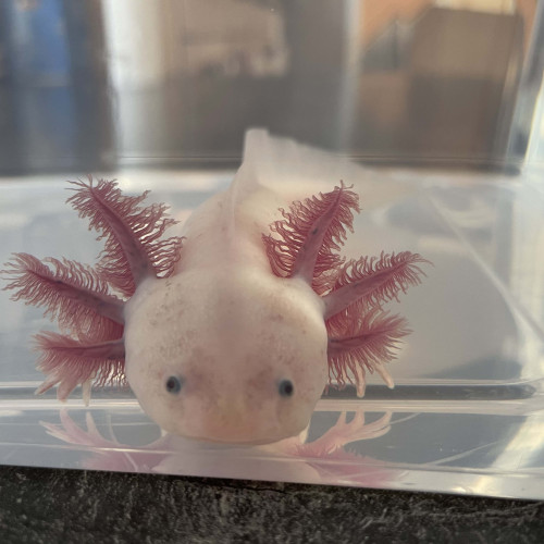 Axolotls Leucistiques Femelle