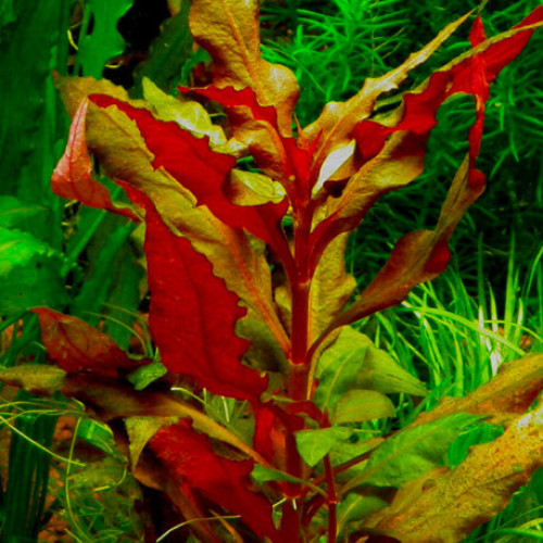 Vends ou échanges diverses boutures plantes d'eau douce