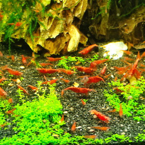 Crevettes neocaridina davidi (red cherry / sakura)