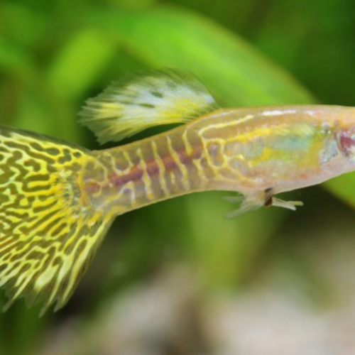 Souche/Lot de plus de 50 Guppy Endler Cobra/Snakeskin Jaune/Vert (Poecilia wingei)