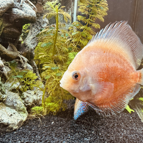 Discus