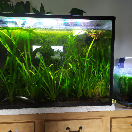 Échange plants vallisneria et mousse de java