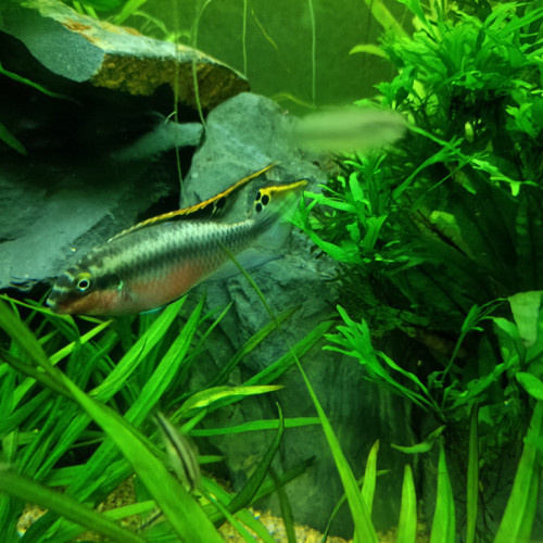 Pelvicachromis taeniatus