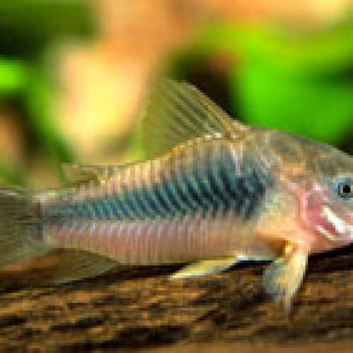 Corydoras aeneus