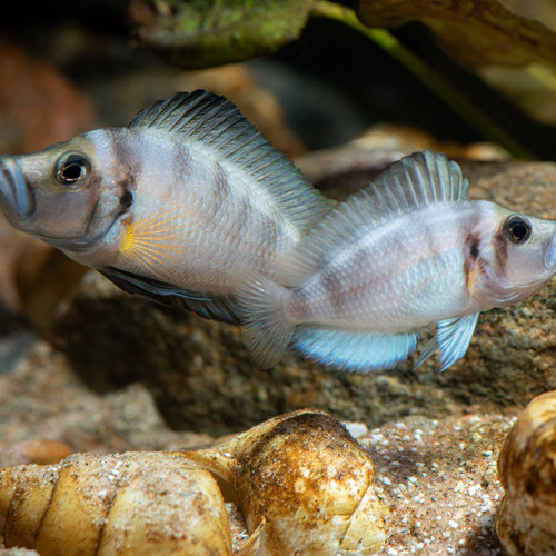 Altolamprologus compressiceps shell sumbu