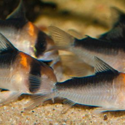 Corydoras adolfoï