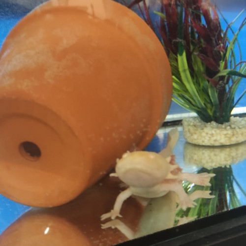 Axolotls adultes a donner contre bon soins