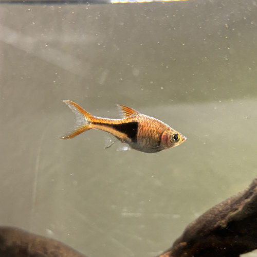 Don Rasbora Arlequin