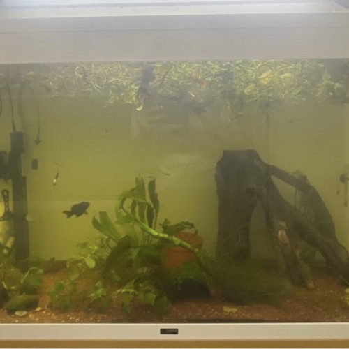 Aquarium de 240l