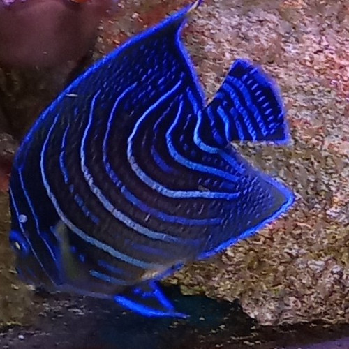 vend pomacanthus semicircularus