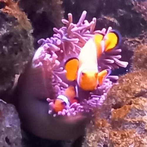 2 amphiprions occelaris avec leur anémone