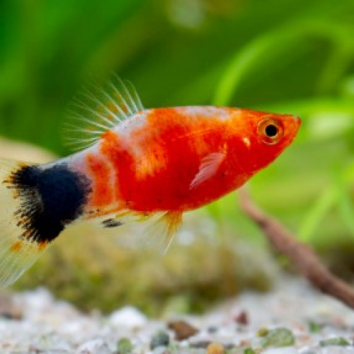 Platy Bleeding Heart Mickey Mouse