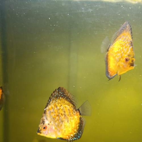 Reproduction de discus