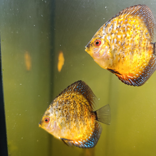 Reproduction de discus