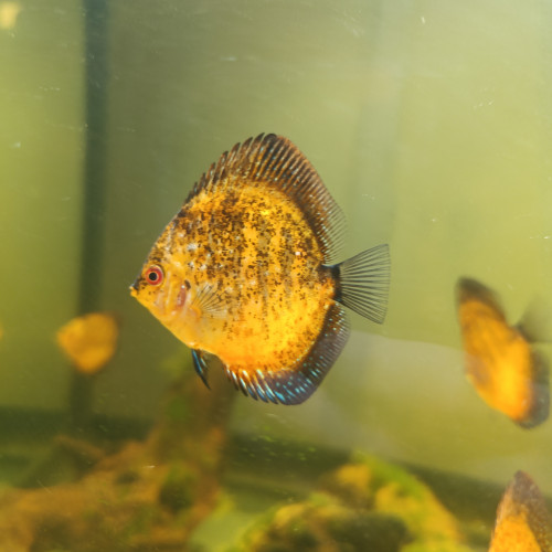 Reproduction de discus