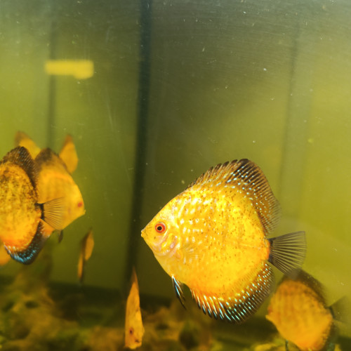 Reproduction de discus