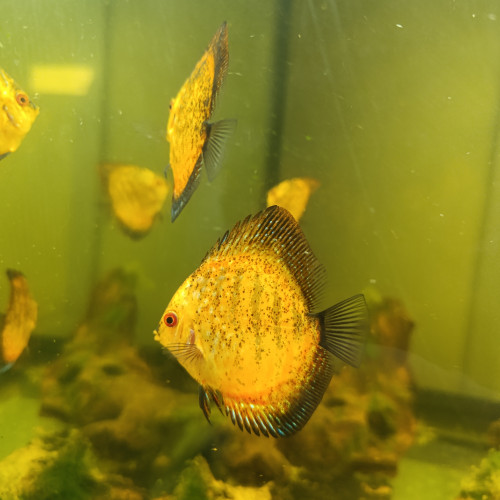 Reproduction de discus