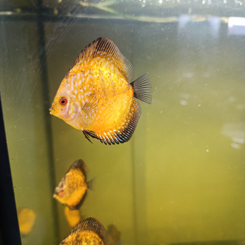 Reproduction de discus