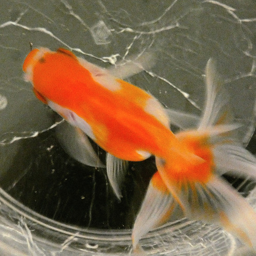 Oranda femelle blanc et rouge 10cm