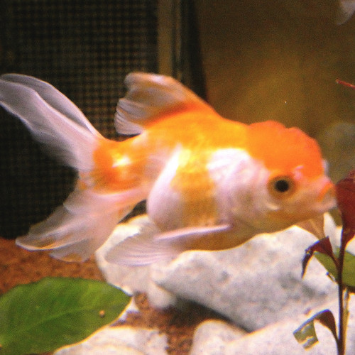 Oranda femelle blanc et rouge 10cm