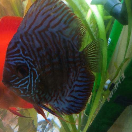 2 DISCUS  TURQUOISE