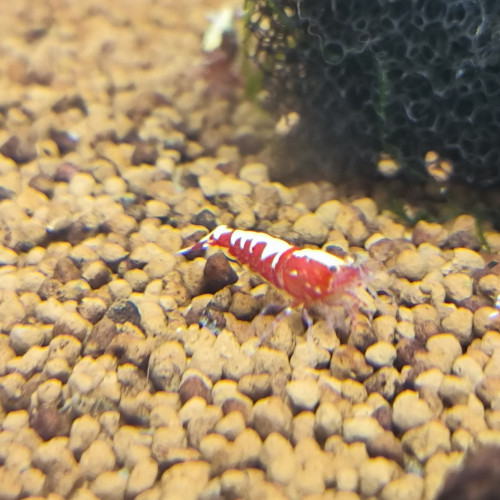 Caridina Galaxy red fishbone issu de boa