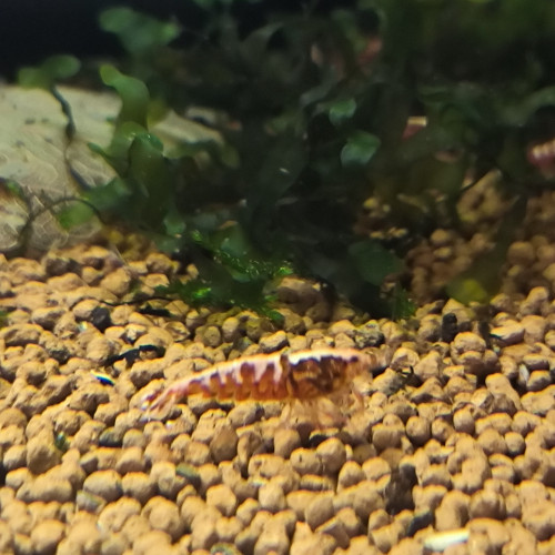 Caridina Galaxy red fishbone issu de boa