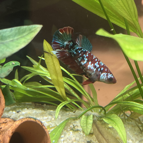 Bettas femelles