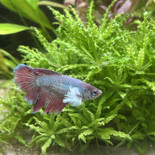 Bettas femelles